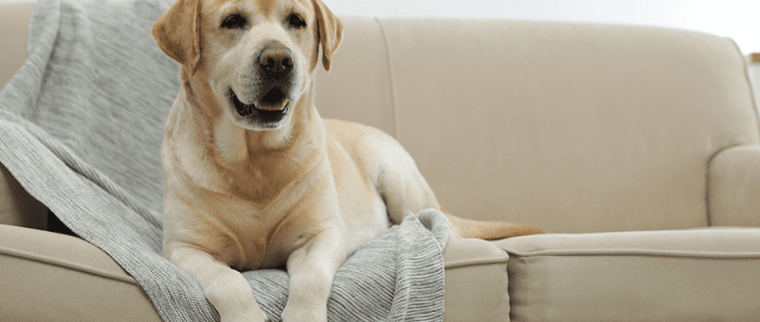 chien sur canapé